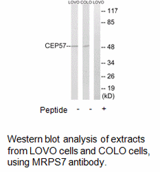 Product image for CEP57 Antibody