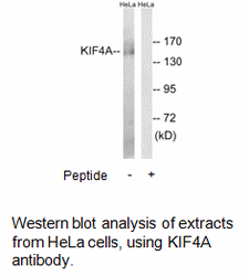 Product image for KIF4A Antibody