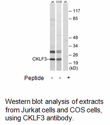 Product image for CKLF3 Antibody