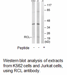 Product image for RCL Antibody