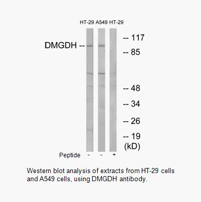 Product image for DMGDH Antibody