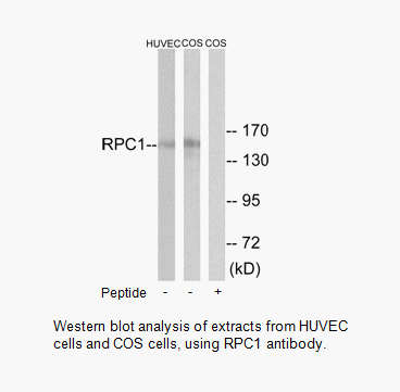 Product image for RPC1 Antibody