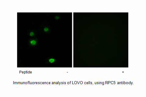 Product image for RPC5 Antibody