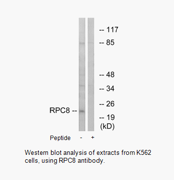 Product image for RPC8 Antibody