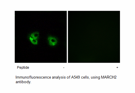 Product image for MARCH2 Antibody