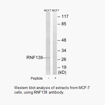 Product image for RNF138 Antibody