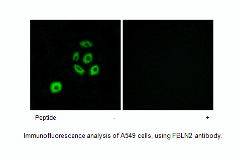 Product image for FBLN2 Antibody