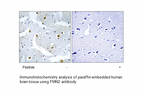 Product image for FMN2 Antibody