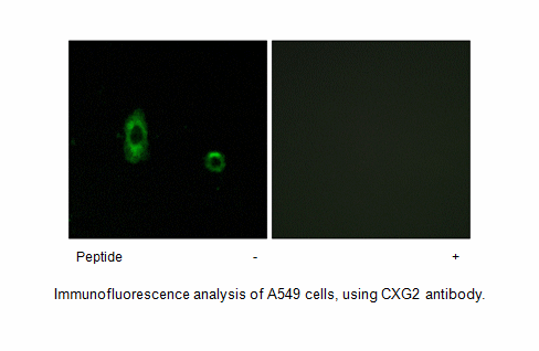 Product image for CXG2 Antibody