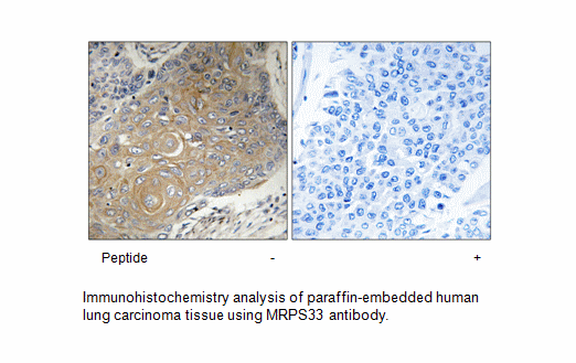 Product image for MRPS33 Antibody