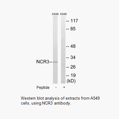 Product image for NCR3 Antibody