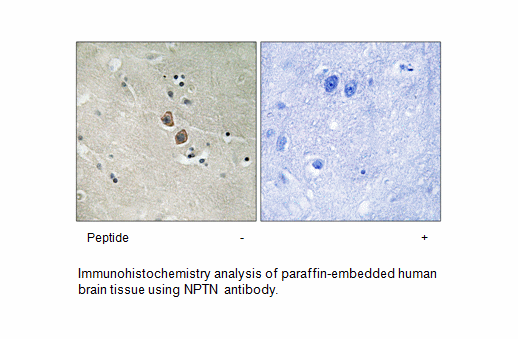 Product image for NPTN Antibody