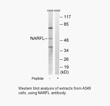 Product image for NARFL Antibody