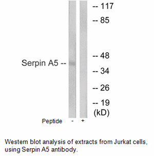 Product image for Serpin A5 Antibody