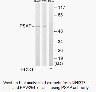 Product image for PSAP Antibody