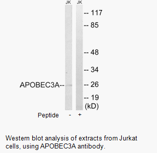 Product image for APOBEC3A Antibody