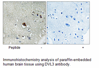 Product image for DVL3 Antibody