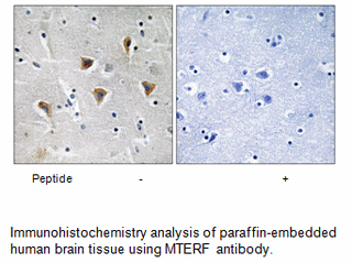 Product image for MTERF Antibody