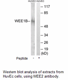 Product image for WEE2 Antibody