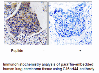 Product image for C16orf44 Antibody