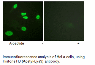 Product image for Histone H3 (Acetyl-Lys9) Antibody