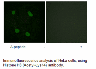 Product image for Histone H3 (Acetyl-Lys14) Antibody