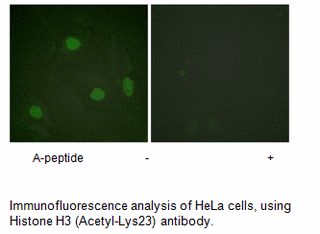 Product image for Histone H3 (Acetyl-Lys23) Antibody