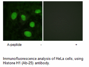 Product image for Histone H1 (Ab-25) Antibody