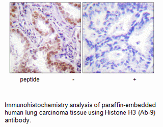 Product image for Histone H3 (Ab-9) Antibody