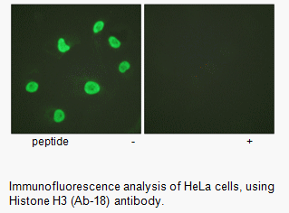 Product image for Histone H3 (Ab-18) Antibody