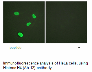 Product image for Histone H4 (Ab-12) Antibody