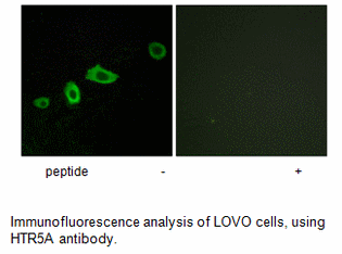 Product image for HTR5A Antibody