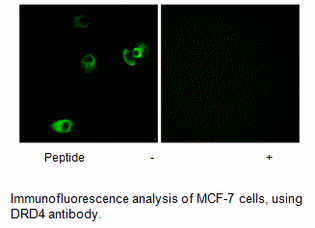 Product image for DRD4 Antibody