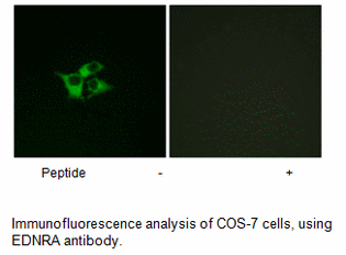 Product image for EDNRA Antibody