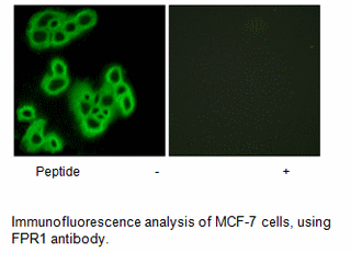 Product image for FPR1 Antibody