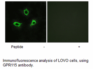 Product image for GPR115 Antibody