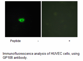 Product image for GPR108 Antibody