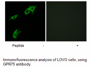 Product image for GPR75 Antibody