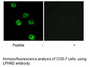 Product image for LPHN2 Antibody