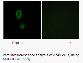 Product image for MRGRG Antibody