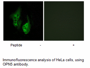 Product image for OPN5 Antibody