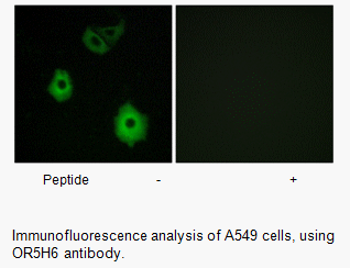 Product image for OR5H6 Antibody