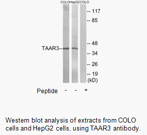 Product image for TAAR3 Antibody