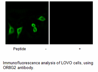 Product image for OR8G2 Antibody