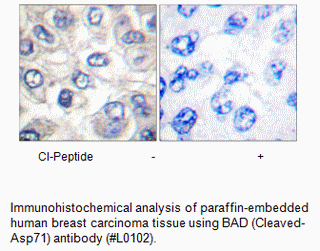 Product image for BAD (Cleaved-Asp71) Antibody