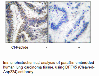 Product image for DFF45 (Cleaved-Asp224) Antibody