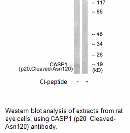 Product image for CASP1 (p20,Cleaved-Asn120) Antibody