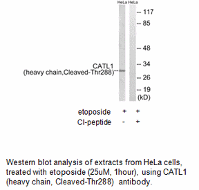 Product image for CATL1 (heavy chain,Cleaved-Thr288) Antibody