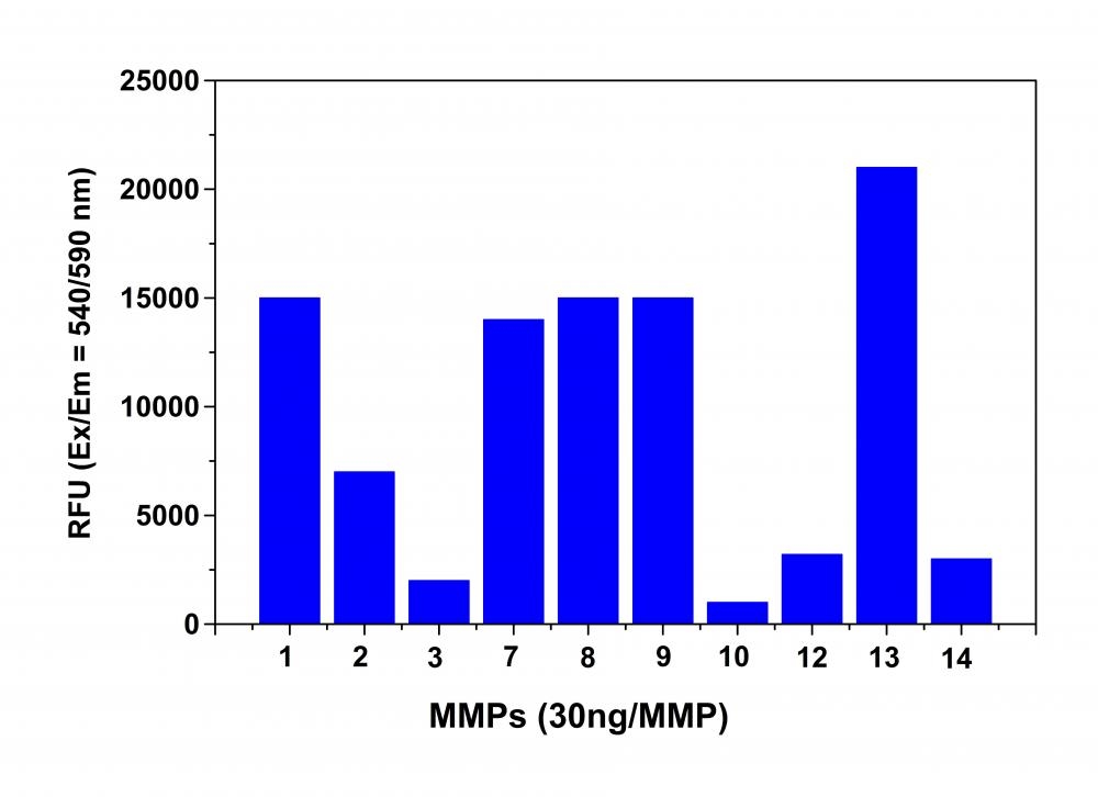 Detection of MMPs activity using Amplite® Universal Fluorimetric MMP Activity Assay Kit. The fluorescence signal was monitored one hour after the start of the reaction. The reading from all wells was subtracted with the reading from substrate control, which contains MMP Red™ substrate but no MMPs. The MMP Red™ substrate can detect the activity of sub-nanogram of all MMPs (n=3).