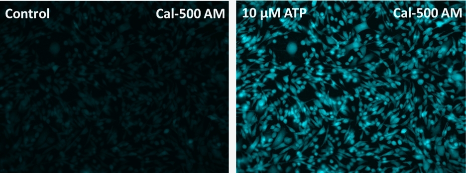 Response of endogenous P2Y receptor to ATP in CHO-K1 cells. CHO-K1 cells were seeded overnight at 40,000 cells per 100 µL per well in a 96-well black wall/clear bottom costar plate. 100 µL of Cal-500™ AM in HHBS with probenecid were added into the wells, and the cells were incubated at 37 °C for 60 min. The dye-loading medium was replaced with 200 µL HHBS. Images were taken before and after adding 50 µL of 10 µM ATP via a fluorescence microscope (Keyence) using 405 nm and 465 nm long pass filters.